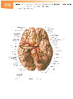 Sobotta Atlas of Human Anatomy  Head,Neck,Upper Limb Volume1 2006, page 325